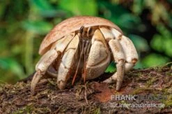 5 Kleine Landeinsiedlerkrebse, Coenobita Spec. 15 5 Kleine Landeinsiedlerkrebse, Coenobita Spec. -Tier Produkt Geschäft Coenobita White Tiger