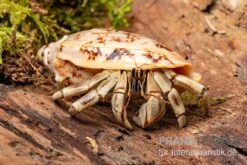 5 Kleine Landeinsiedlerkrebse, Coenobita Spec. 14 5 Kleine Landeinsiedlerkrebse, Coenobita Spec. -Tier Produkt Geschäft Coenobita White Tiger 8