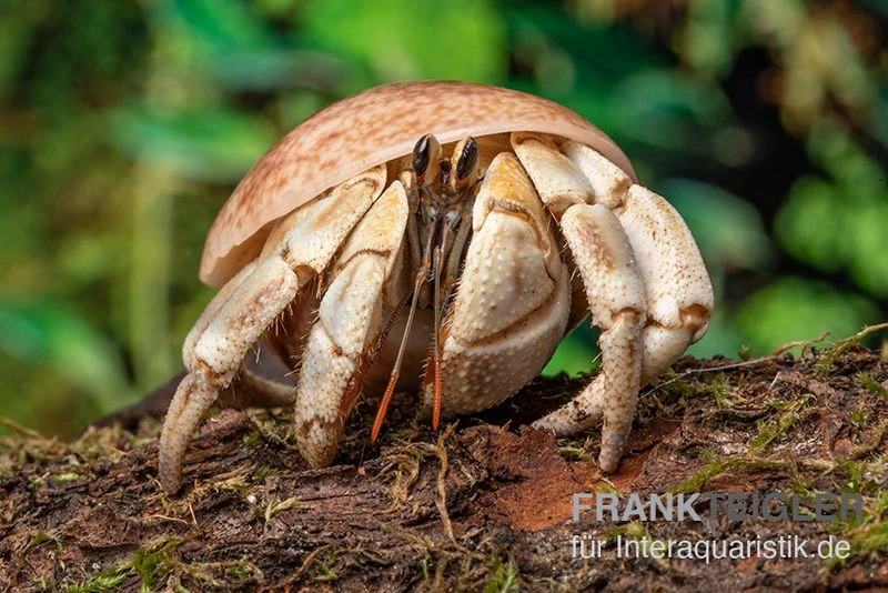 5 Kleine Landeinsiedlerkrebse, Coenobita Spec. 8 5 Kleine Landeinsiedlerkrebse, Coenobita Spec. – Bild 8