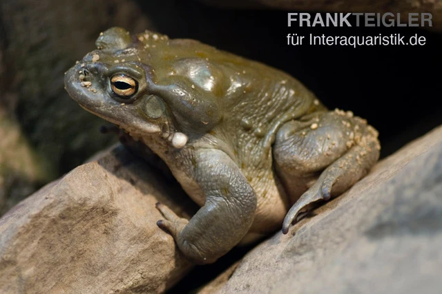 Coloradokröte, Bufo Alvarius 1 Coloradokröte, Bufo Alvarius