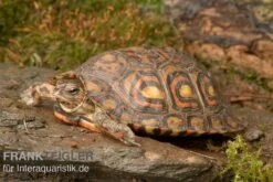 Costa-Rica-Pracht-Erdschildkröte, Rhinoclemmys Pulcherrima Manni -Tier Produkt Geschäft Costa Rica Pracht Erdschildkroet Rhinoclemmys pulcherrima manni 3