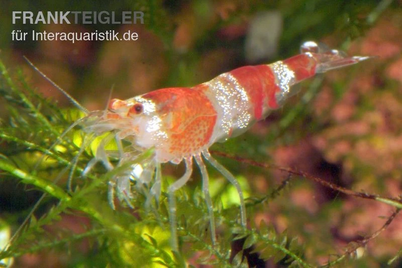 Bundle: 10x Crystal Red Garnele, Caridina Logemanni + Moos 1 Bundle: 10x Crystal Red Garnele, Caridina Logemanni + Moos