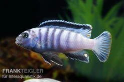 Sechsstreifen-Tilapia, Cynotilapia Afra "Jalo Reef", DNZ 7 Sechsstreifen-Tilapia, Cynotilapia Afra "Jalo Reef", DNZ -Tier Produkt Geschäft Cynotilapia afra 2