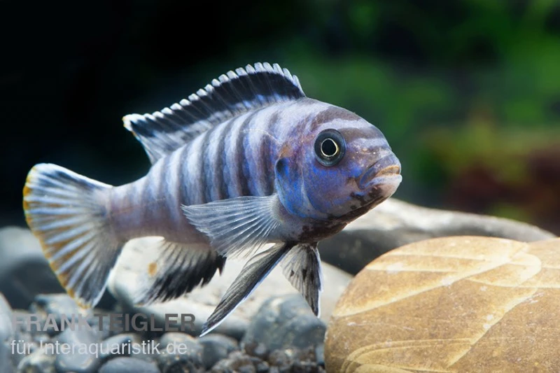 Sechsstreifen-Tilapia, Cynotilapia Afra "Jalo Reef", DNZ 2 Sechsstreifen-Tilapia, Cynotilapia Afra "Jalo Reef", DNZ – Bild 2
