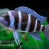 Beulenkopfcichlide Blue Zaire Mboba, Cyphotilapia Frontosa Blue Zaire Mboba