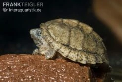 Dach-Moschusschildkröte, Sternotherus Carinatus 5 Dach-Moschusschildkröte, Sternotherus Carinatus -Tier Produkt Geschäft Dach Moschusschildkroete Sternotherus carinatus 3 1