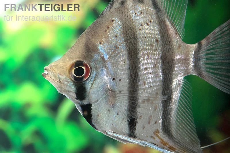 Dantum-Skalar, Pterophyllum Altum X Scalare 1 Dantum-Skalar, Pterophyllum Altum X Scalare