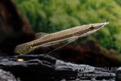 Diamant-Hechtkopf, Luciocephalus Aura -Tier Produkt Geschäft Diamant Hechtkopf Luciocephalus aura neu 2