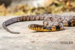 Diamant-Schwimmnatter, Nerodia Rhombifer 5 Diamant-Schwimmnatter, Nerodia Rhombifer -Tier Produkt Geschäft Diamant Schwimmnatter Nerodia rhombifer 3