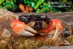 Waldkrabbe, Discoplax Magna (Tuerkayana Magnum)