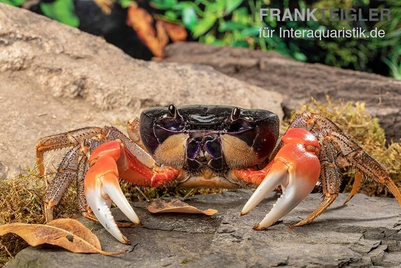 Waldkrabbe, Discoplax Magna (Tuerkayana Magnum) 2 Waldkrabbe, Discoplax Magna (Tuerkayana Magnum) – Bild 2