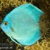 Diskusfisch ASIA-NZ, Symphysodon Discus Cobalt Blue