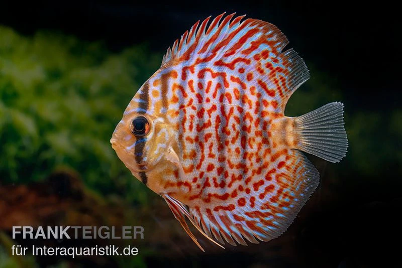 Diskusfisch ASIA-NZ, Symphysodon Discus Leopard 1 Diskusfisch ASIA-NZ, Symphysodon Discus Leopard