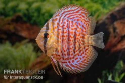 Diskusfisch ASIA-NZ, Symphysodon Discus Leopard 5 Diskusfisch ASIA-NZ, Symphysodon Discus Leopard -Tier Produkt Geschäft Diskusfisch ASIA NZ Symphysodon discus Leopard 3
