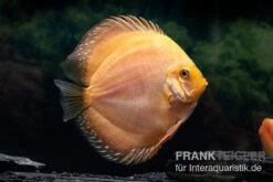 Diskusfisch ASIA-NZ, Symphysodon Discus Ghost (Golden Dragon)