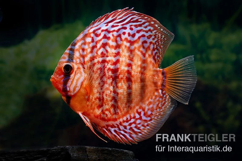Diskusfisch ASIA-NZ, Symphysodon Discus Red Turquoise (Red Royal) 1 Diskusfisch ASIA-NZ, Symphysodon Discus Red Turquoise (Red Royal)