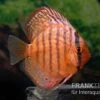 Diskusfisch ASIA-NZ, Symphysodon Discus Super Turquoise (Purple Turquoise)