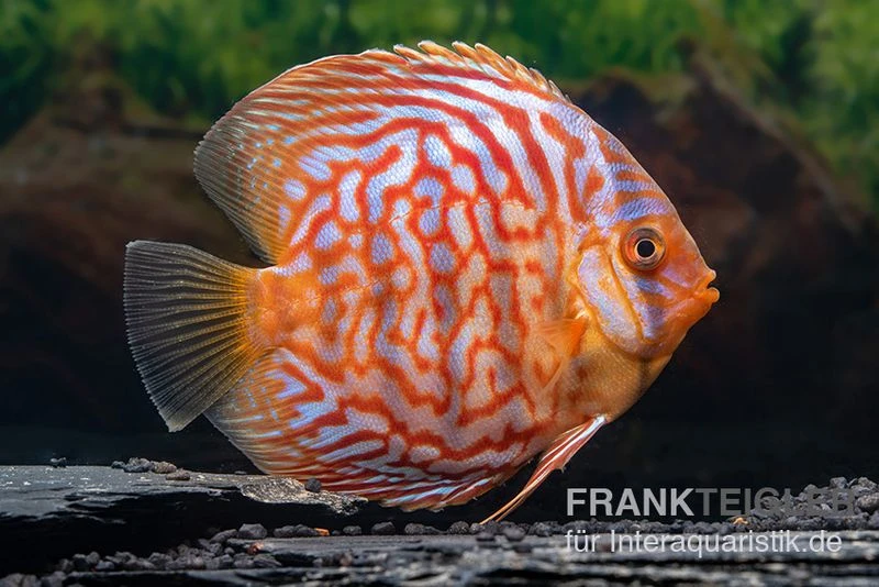 Diskusfisch ASIA-NZ, Symphysodon Discus Red Diamond 1 Diskusfisch ASIA-NZ, Symphysodon Discus Red Diamond