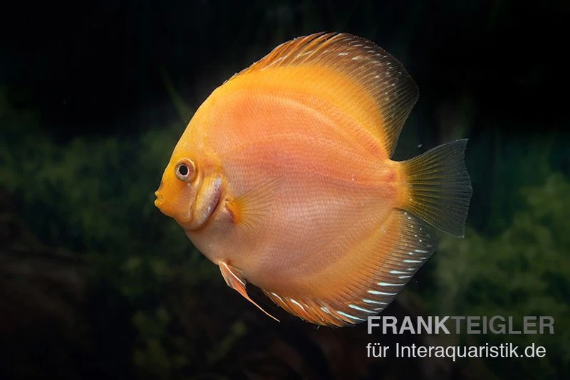 Diskusfisch ASIA-NZ, Symphysodon Discus Yellow & White Daimond 1 Diskusfisch ASIA-NZ, Symphysodon Discus Yellow & White Daimond