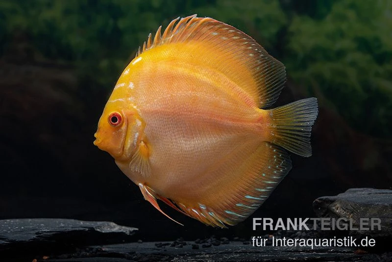 Diskusfisch ASIA-NZ, Symphysodon Discus Gold Pigeon Snake 1 Diskusfisch ASIA-NZ, Symphysodon Discus Gold Pigeon Snake