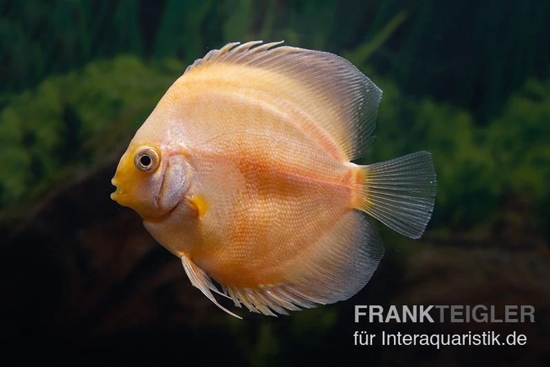 Diskusfisch ASIA-NZ, Symphysodon Discus Golden Panda 1 Diskusfisch ASIA-NZ, Symphysodon Discus Golden Panda
