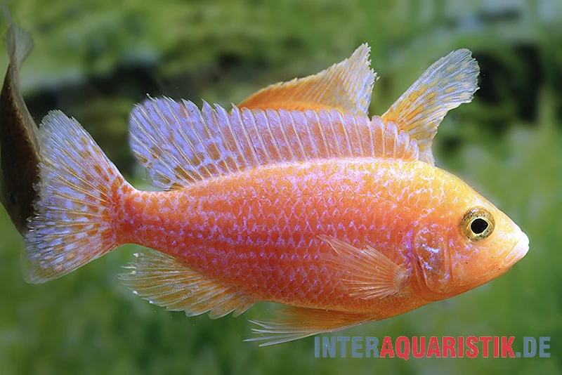 Drachenblut-Kaiserbuntbarsch, Aulonocara Spec. Dragon Blood 1 Drachenblut-Kaiserbuntbarsch, Aulonocara Spec. Dragon Blood