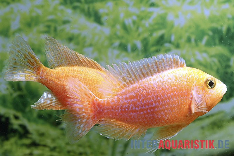 Drachenblut-Kaiserbuntbarsch, Aulonocara Spec. Dragon Blood 2 Drachenblut-Kaiserbuntbarsch, Aulonocara Spec. Dragon Blood – Bild 2