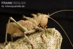 Drachenkopfschrecke, Eumegalodon Spec.