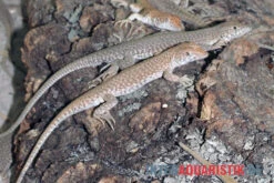 Dumérils Fransenfingereidechse, Acanthodactylus Scutellatus -Tier Produkt Geschäft Dumerils Fransenfingereidechse Acanthodactylus scutellatus 3