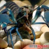 Dunkelblauer Krebs Variante I, Cherax Sp. "Blue Moon Type I"