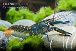 Dunkelblauer Krebs Variante II, Cherax Sp. "Blue Moon Type II" -Tier Produkt Geschäft Dunkelblauer Krebs Variante II Cherax sp Blue Moon Type II 5