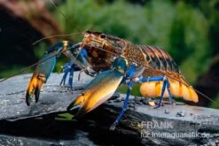 Dunkelblauer Krebs Variante III, Cherax Sp. "Blue Moon Type III"