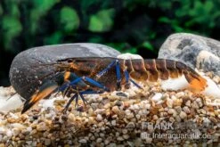 Dunkelblauer Krebs Variante III, Cherax Sp. "Blue Moon Type III" -Tier Produkt Geschäft Dunkelblauer Krebs Variante III Cherax sp Blue Moon Type III 4