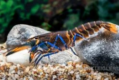 Dunkelblauer Krebs Variante III, Cherax Sp. "Blue Moon Type III" -Tier Produkt Geschäft Dunkelblauer Krebs Variante III Cherax sp Blue Moon Type III 5