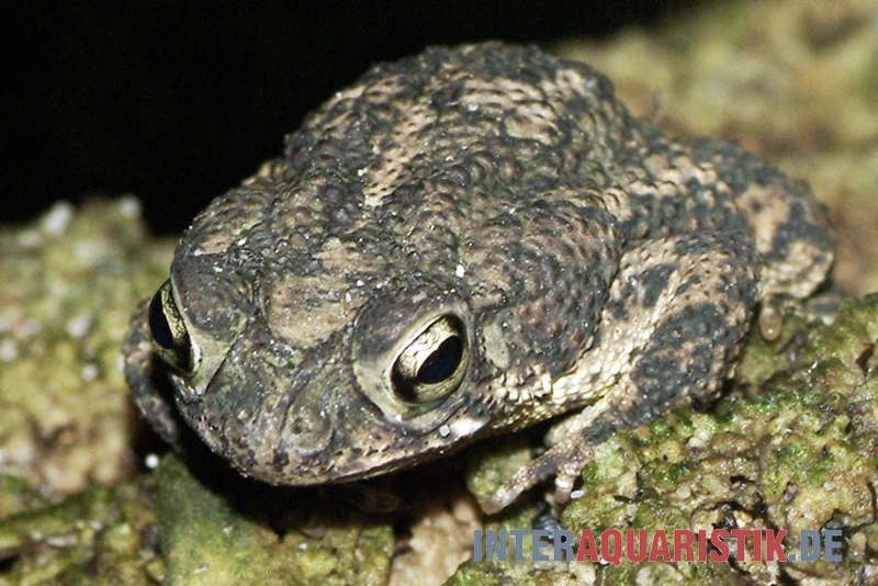Eichenkröte, Bufo Quercicus 1 Eichenkröte, Bufo Quercicus