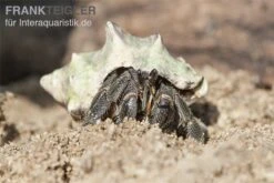 Tier Produkt Geschäft -Tier Produkt Geschäft Einsiedlerkrebs 1