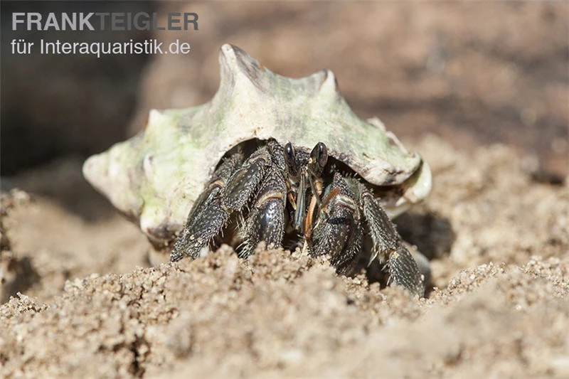 5 Kleine Landeinsiedlerkrebse, Coenobita Spec. 2 5 Kleine Landeinsiedlerkrebse, Coenobita Spec. – Bild 2