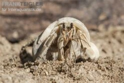 5 Kleine Landeinsiedlerkrebse, Coenobita Spec. 12 5 Kleine Landeinsiedlerkrebse, Coenobita Spec. -Tier Produkt Geschäft Einsiedlerkrebs 3 1