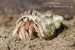 5 Kleine Landeinsiedlerkrebse, Coenobita Spec. 11 5 Kleine Landeinsiedlerkrebse, Coenobita Spec. -Tier Produkt Geschäft Einsiedlerkrebs 3