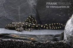 Elfenwels, Acanthicus Adonis