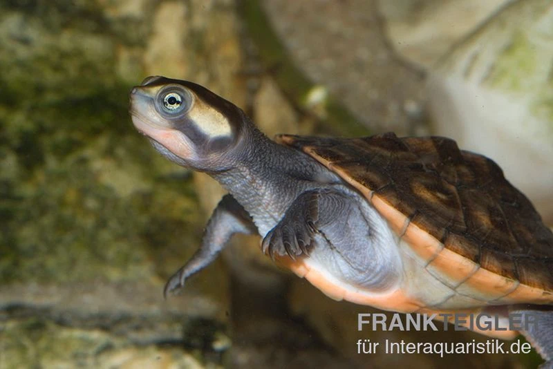 Rotbauch-Spitzkopfschildkröte, Emydura Subglobosa FZ 2 Rotbauch-Spitzkopfschildkröte, Emydura Subglobosa FZ – Bild 2