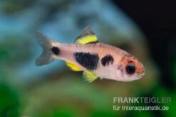 Schmetterlingsbarbe, Barbus Hulstaerti (Minifisch), 5 Stück -Tier Produkt Geschäft Enteromius hulstaerti 14