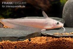 Equinus-Korallenwels, Neosilurus Equinus -Tier Produkt Geschäft Equinus Korallenwels Neosilurus equinus 3