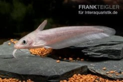 Equinus-Korallenwels, Neosilurus Equinus -Tier Produkt Geschäft Equinus Korallenwels Neosilurus equinus 4