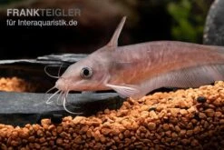 Equinus-Korallenwels, Neosilurus Equinus -Tier Produkt Geschäft Equinus Korallenwels Neosilurus equinus 5