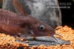 Equinus-Korallenwels, Neosilurus Equinus -Tier Produkt Geschäft Equinus Korallenwels Neosilurus equinus 6