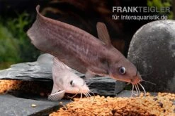 Equinus-Korallenwels, Neosilurus Equinus -Tier Produkt Geschäft Equinus Korallenwels Neosilurus equinus 7