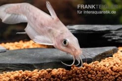 Equinus-Korallenwels, Neosilurus Equinus -Tier Produkt Geschäft Equinus Korallenwels Neosilurus equinus 8