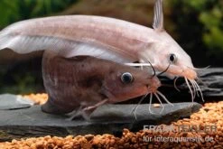 Equinus-Korallenwels, Neosilurus Equinus -Tier Produkt Geschäft Equinus Korallenwels Neosilurus equinus 9