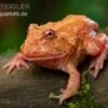 Erdbeer-Pacman-Frog, Ceratophrys Cranwelli Strawberry